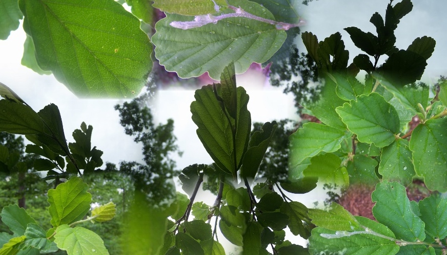 We produce pure witch hazel leaf extract. Used to make pure witch hazel formulas No alcohol no additvites 100% pure chemical free all natural